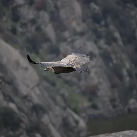 Vut Pozo De Humos Masueco